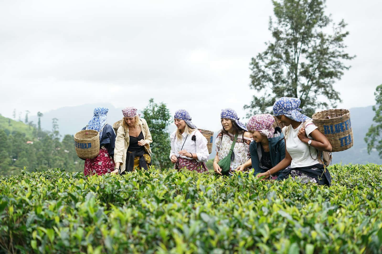 Nuwara Eliya Tea Country
